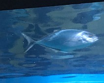 IMG_5491