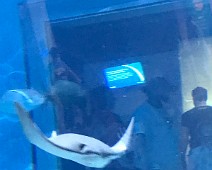 IMG_5492