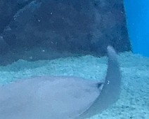 IMG_5499