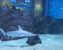 IMG_5503