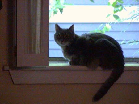 Sydney The continuing adventures of Agent Sydney Bristow McIntyre, the wonder cat