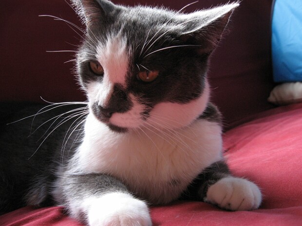 Cody The Code-ster... Code-a-rama... makin' himself at home... layin' around...